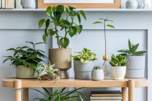 3 Low Maintenance Houseplants to Fill Your Living Space With