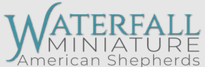 Waterfall Mini American Shepherds & Australian Shepherds